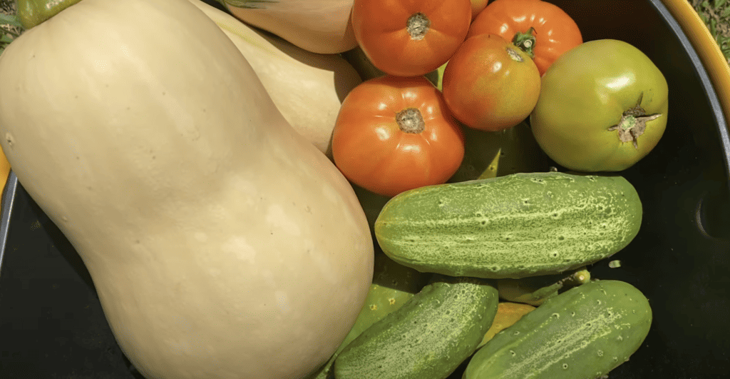 Garden benefits - Fresh food